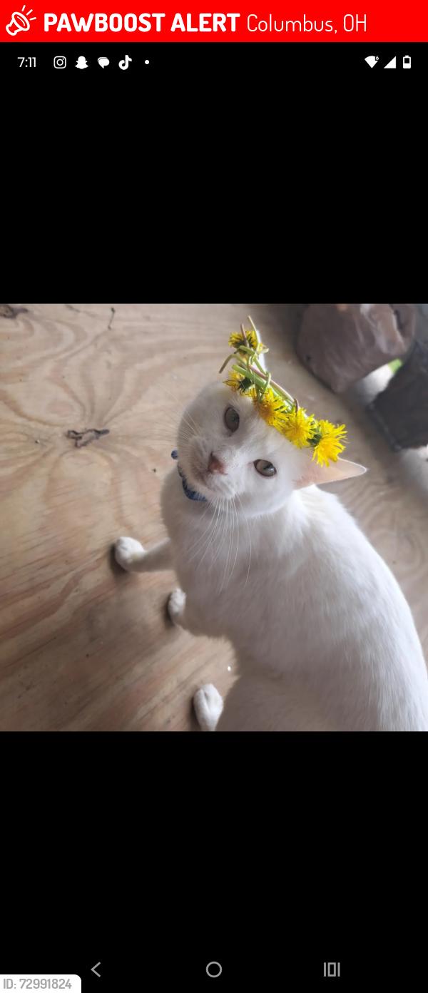 Lost Male Cat last seen Near roys and grace , Columbus, OH 43204