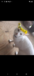 Lost Male Cat last seen Near roys and grace , Columbus, OH 43204