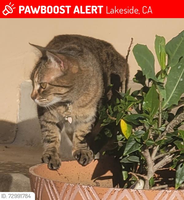 Lost Female Cat last seen Gay Rio Dr. , Lakeside, CA 92040