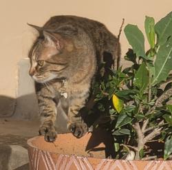 Lost Female Cat last seen Gay Rio Dr. , Lakeside, CA 92040