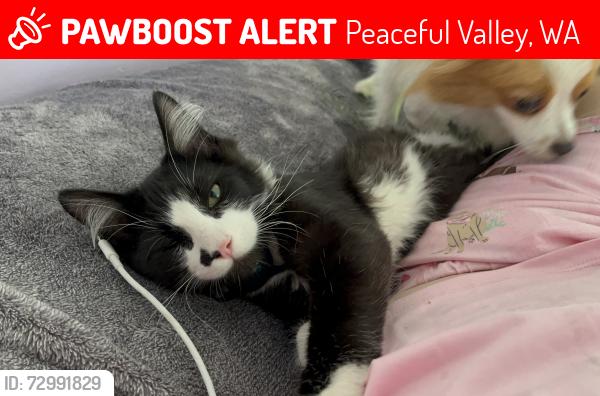 Lost Male Cat last seen Shamrock road , Peaceful Valley, WA 98266