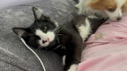 Lost Male Cat last seen Shamrock road , Peaceful Valley, WA 98266