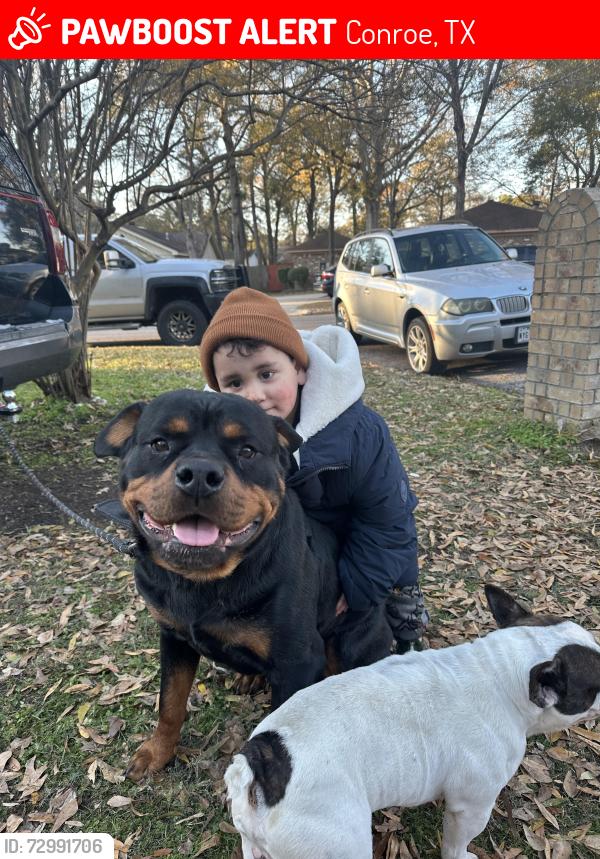 Lost Male Dog last seen Lilly st. & tickner St, Conroe, TX 77301