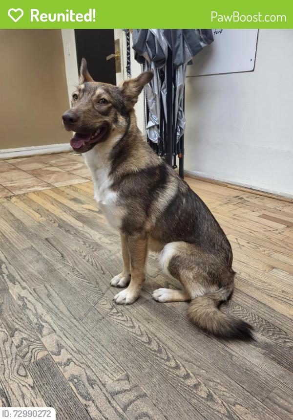 Reunited Female Dog last seen Near s grove st  , Denver, CO 80219
