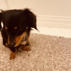 Found/Stray Unknown Dog last seen Morross and mack, Detroit, MI 48224