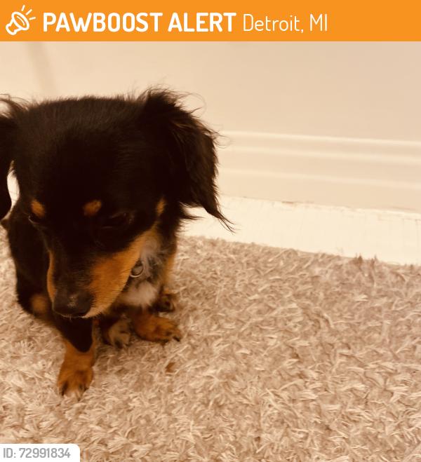 Found/Stray Unknown Dog last seen Morross and mack, Detroit, MI 48224