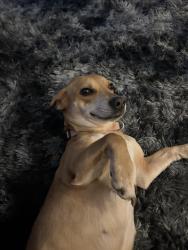 Lost Female Dog last seen Came ridge, Nashville, TN 37013