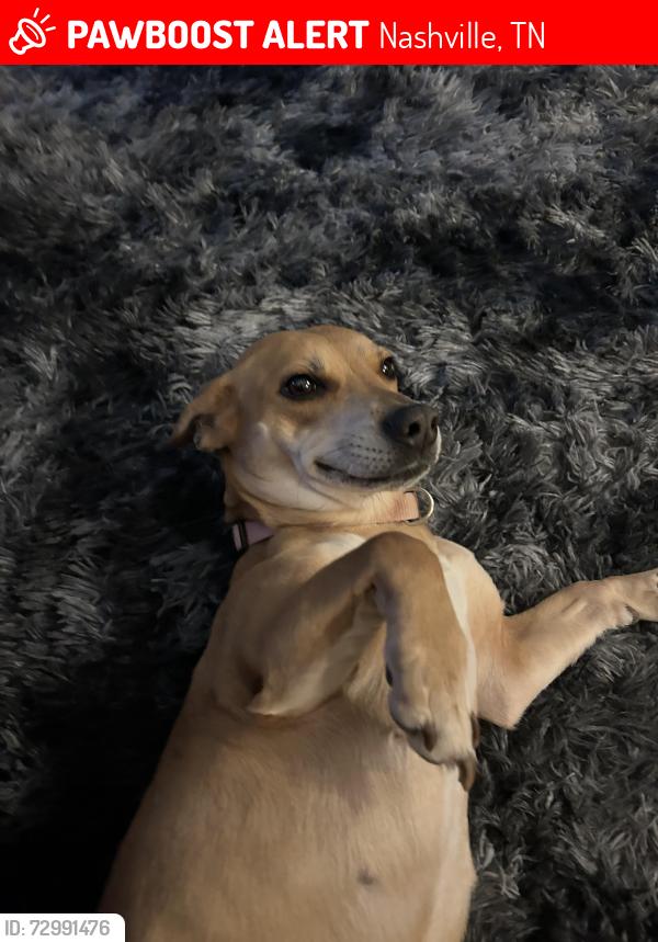 Lost Female Dog last seen Came ridge, Nashville, TN 37013