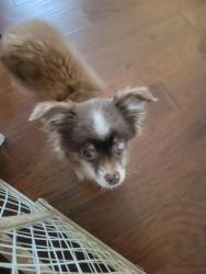 Reunited Male Dog last seen Sorry Place Drive, Cleburne, Tx, Cleburne, TX 76033