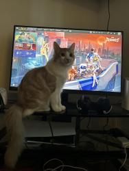 Lost Male Cat last seen University Place , Tacoma, WA 98466