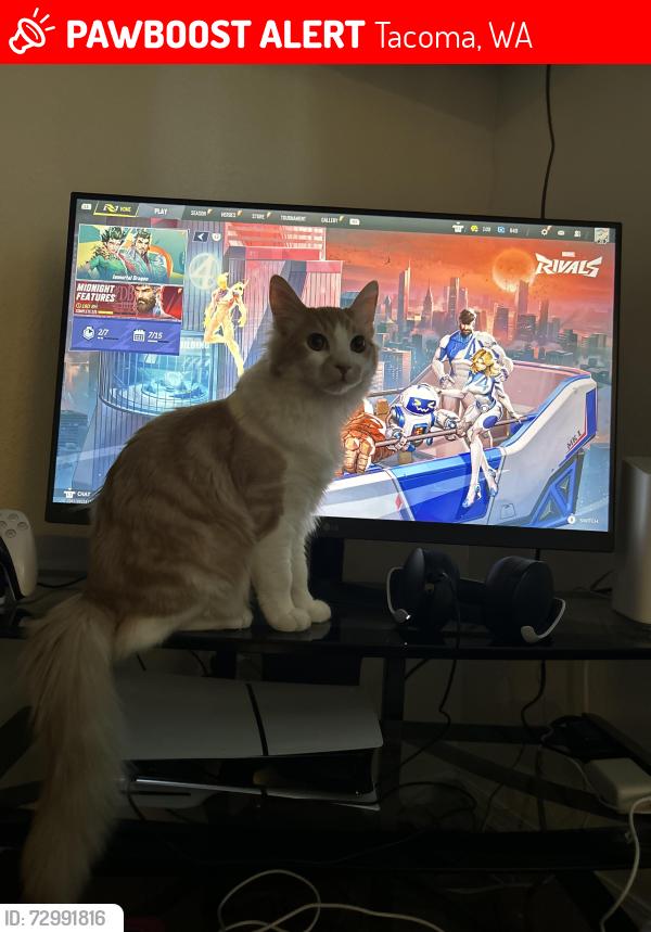 Lost Male Cat last seen University Place , Tacoma, WA 98466