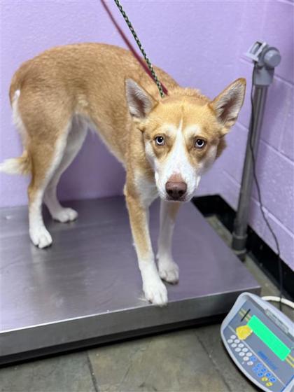 Shelter Stray Female Dog last seen Near Bobwhite Ave, CITY of El Paso, TX, 5001 Fred Wilson Ave, El Paso, TX 79906, USA