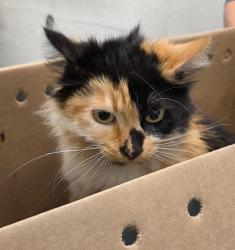 Shelter Stray Female Cat last seen Near block of 8th Ave S, Seattle, WA, 2061 15th Ave W, Seattle, WA 98119, USA