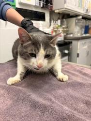 Shelter Stray Male Cat last seen 3rd Ave and Bell St, Seattle, WA, 2061 15th Ave W, Seattle, WA 98119, USA