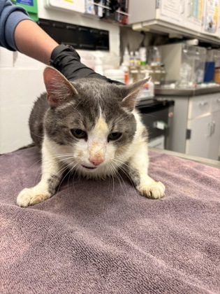 Shelter Stray Male Cat last seen 3rd Ave and Bell St, Seattle, WA, 2061 15th Ave W, Seattle, WA 98119, USA