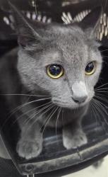 Shelter Stray Female Cat last seen Near Paseo del mar dr, COUNTY of El Paso, TX, 5001 Fred Wilson Ave, El Paso, TX 79906, USA