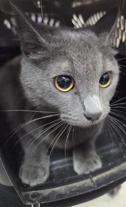 Shelter Stray Female Cat last seen Near Paseo del mar dr, COUNTY of El Paso, TX, 5001 Fred Wilson Ave, El Paso, TX 79906, USA