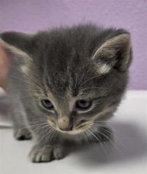Shelter Stray Female Cat last seen Near Paseo del mar dr, COUNTY of El Paso, TX, 5001 Fred Wilson Ave, El Paso, TX 79906, USA