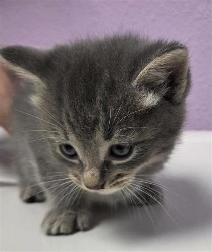 Shelter Stray Female Cat last seen Near Paseo del mar dr, COUNTY of El Paso, TX, 5001 Fred Wilson Ave, El Paso, TX 79906, USA