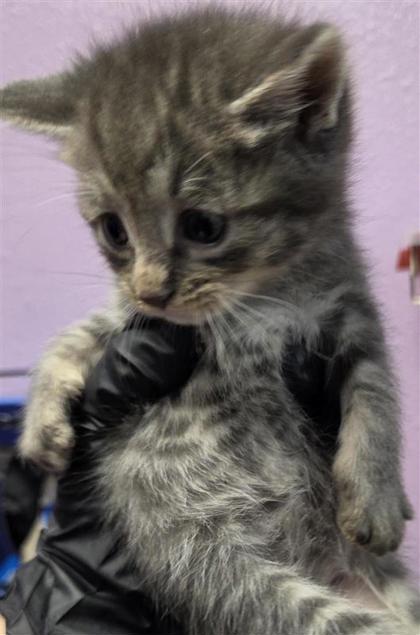 Shelter Stray Female Cat last seen Near Paseo del mar dr, COUNTY of El Paso, TX, 5001 Fred Wilson Ave, El Paso, TX 79906, USA