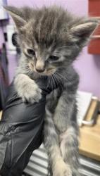 Shelter Stray Male Cat last seen Near Paseo del mar dr, COUNTY of El Paso, TX, 5001 Fred Wilson Ave, El Paso, TX 79906, USA