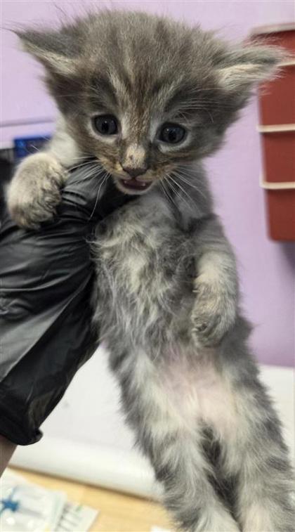 Shelter Stray Female Cat last seen Near Paseo del mar dr, COUNTY of El Paso, TX, 5001 Fred Wilson Ave, El Paso, TX 79906, USA