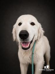 Shelter Stray Male Dog last seen E American Ave & Thompson Ave, Del Rey Zone Fresno CO 3 93616, , 1510 W Dan Ronquillo Dr, Fresno, CA 93706, USA