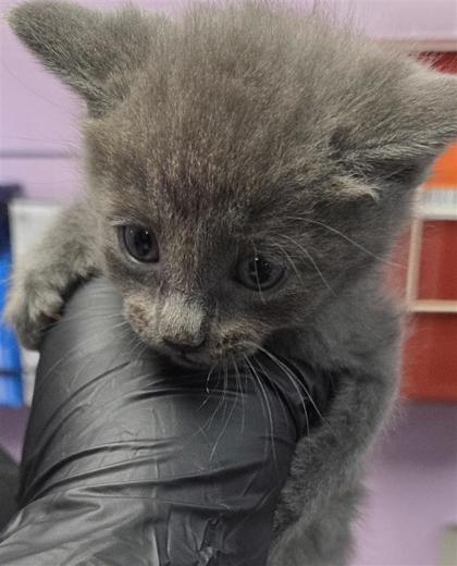 Shelter Stray Male Cat last seen Near Paseo del mar dr, COUNTY of El Paso, TX, 5001 Fred Wilson Ave, El Paso, TX 79906, USA