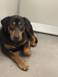 Shelter Stray Male Dog last seen W California ave & Marks ave, Fresno Zone Fresno CO 2 93706, CA, 1510 W Dan Ronquillo Dr, Fresno, CA 93706, USA