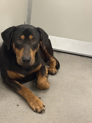 Shelter Stray Male Dog last seen W California ave & Marks ave, Fresno Zone Fresno CO 2 93706, CA, 1510 W Dan Ronquillo Dr, Fresno, CA 93706, USA