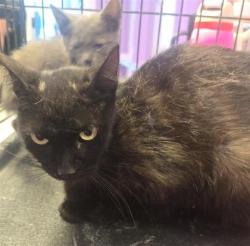 Shelter Stray Female Cat last seen Near camley ave, San Elizario, TX, 5001 Fred Wilson Ave, El Paso, TX 79906, USA
