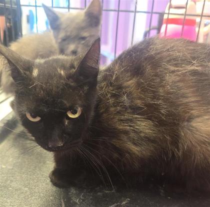 Shelter Stray Female Cat last seen Near camley ave, San Elizario, TX, 5001 Fred Wilson Ave, El Paso, TX 79906, USA