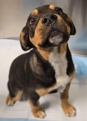 Shelter Stray Female Dog last seen S Channel Rd & E Goodfellow Ave, Sanger Zone Fresno CO 4 93657, CA, 1510 W Dan Ronquillo Dr, Fresno, CA 93706, USA