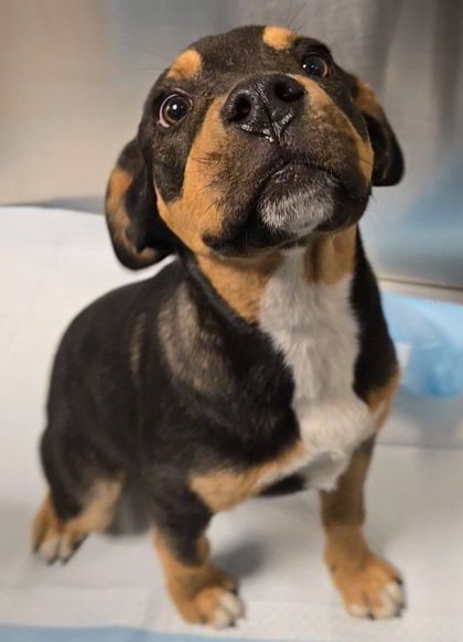 Shelter Stray Female Dog last seen S Channel Rd & E Goodfellow Ave, Sanger Zone Fresno CO 4 93657, CA, 1510 W Dan Ronquillo Dr, Fresno, CA 93706, USA