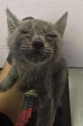 Shelter Stray Male Cat last seen Near camley ave, San Elizario, TX, 5001 Fred Wilson Ave, El Paso, TX 79906, USA