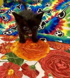 Shelter Stray Male Cat last seen Near w Dan Ronquillo Dr, FHAS (On Site), CA, 1510 W Dan Ronquillo Dr, Fresno, CA 93706, USA