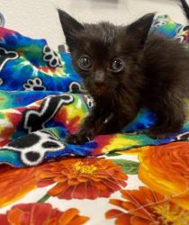 Shelter Stray Male Cat last seen Near w Dan Ronquillo Dr, FHAS (On Site), CA, 1510 W Dan Ronquillo Dr, Fresno, CA 93706, USA