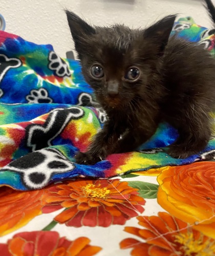 Shelter Stray Male Cat last seen Near w Dan Ronquillo Dr, FHAS (On Site), CA, 1510 W Dan Ronquillo Dr, Fresno, CA 93706, USA