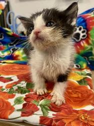 Shelter Stray Male Cat last seen Near w Dan Ronquillo Dr, FHAS (On Site), CA, 1510 W Dan Ronquillo Dr, Fresno, CA 93706, USA