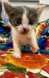 Shelter Stray Female Cat last seen Near w Dan Ronquillo Dr, FHAS (On Site), CA, 1510 W Dan Ronquillo Dr, Fresno, CA 93706, USA