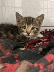 Shelter Stray Male Cat last seen E Avila Ave & S Carmel Ave, Del Rey Zone Fresno CO 3 93616, , 1510 W Dan Ronquillo Dr, Fresno, CA 93706, USA