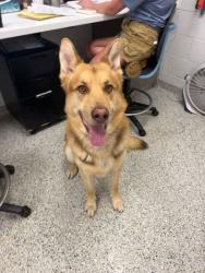 Shelter Stray Male Dog last seen Near NE 56th Street, 64119, MO, 7077 Elmwood Ave, Kansas City, MO 64132, USA