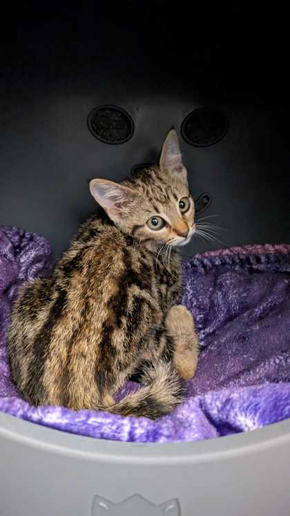 Shelter Stray Female Cat last seen I-470 E & US Highway 71, Kansas City, MO 64137, 64137, MO, 7077 Elmwood Ave, Kansas City, MO 64132, USA