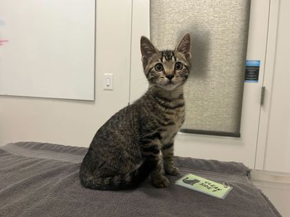 Shelter Stray Male Cat last seen NE 79th St + N Luster Ave, 64119, MO, 7077 Elmwood Ave, Kansas City, MO 64132, USA