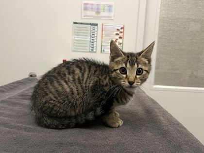 Shelter Stray Male Cat last seen NE 79th St + N Luster Ave, 64119, MO, 7077 Elmwood Ave, Kansas City, MO 64132, USA