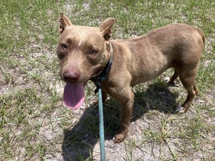 Shelter Stray Female Dog last seen Near Bellville road, Madison County, , 2060 NE Rocky Ford Rd, Pinetta, FL 32350, USA