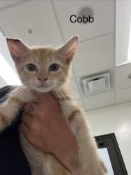 Shelter Stray Male Cat last seen Near Battery Ave SE, Atlanta, GA, 1251 Fulton Industrial Blvd NW, Atlanta, GA 30336, USA
