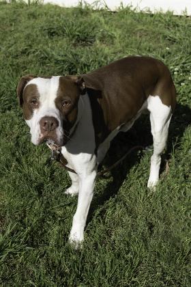 Shelter Stray Male Dog last seen , Other - Out of County, GA, 3280 Chamblee Dunwoody Rd, Chamblee, GA 30341, USA