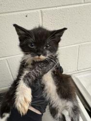 Shelter Stray Female Cat last seen Near Hiwassee Ave, Knox County GP, TN, 3201 Division St, Knoxville, TN 37919, USA