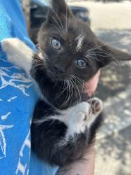 Shelter Stray Female Cat last seen Near Henderson Ln, Knox County GP, TN, 3201 Division St, Knoxville, TN 37919, USA